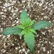 Mystery Strain 🌱 Photo P