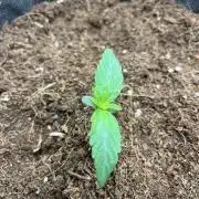 Purple 47 Auto’s 🌱