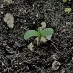 Durga Mata II CBD closet grow