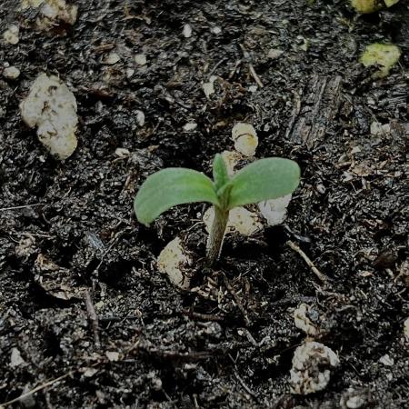 Durga Mata II CBD closet grow