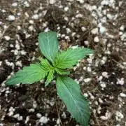 Mystery Strain 🌱 Photo P