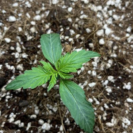 Mystery Strain 🌱 Photo P