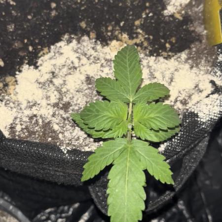 Afghan Pearl CBD Auto