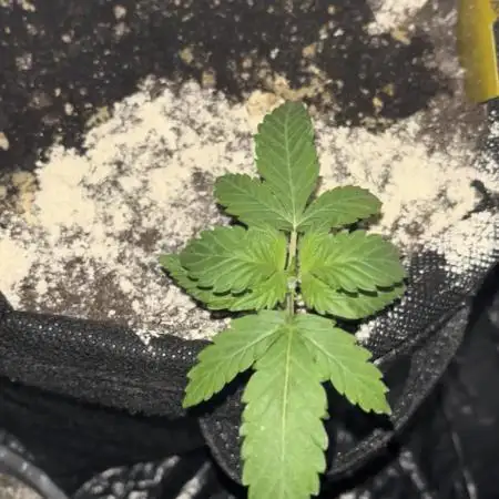 Afghan Pearl CBD Auto