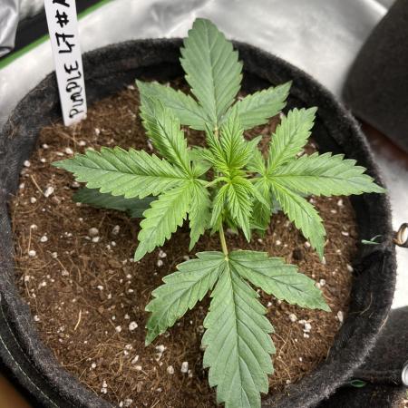 Purple 47 Auto’s 🌱