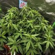 Ak 47 x HDK F1 Clones