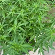 Ak 47 x HDK F1 Clones Indoor | Outdoor