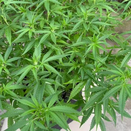Ak 47 x HDK F1 Clones Indoor | Outdoor