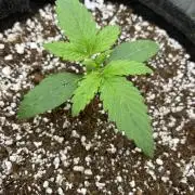 Purple 47 F1 Auto’s