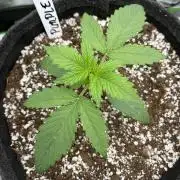 Purple 47 F1 Auto’s