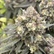 Ak 47 x Hindu Kush F1
