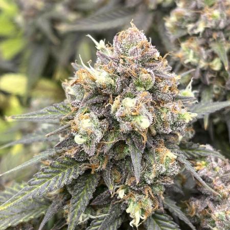 Ak 47 x Hindu Kush F1