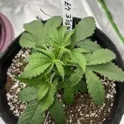 Royal ak x Tropicana cookies purple