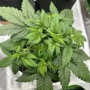 Ak 47 x Hindu Kush F1