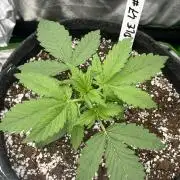 Royal ak x Tropicana cookies purple