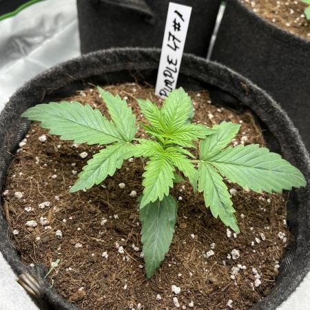 Purple 47 Auto’s 🌱