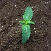 Purple 47 Auto’s 🌱