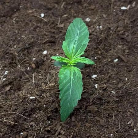 Purple 47 Auto’s 🌱