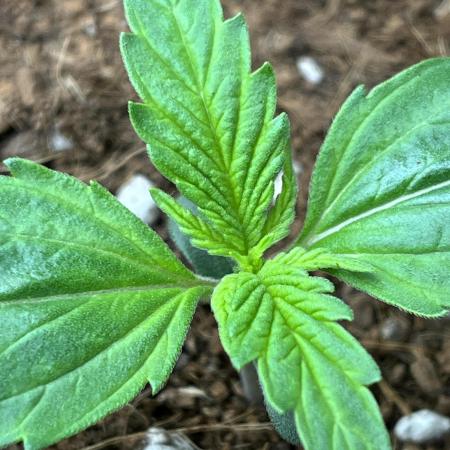 Purple 47 Auto’s 🌱