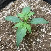 Mystery Strain 🌱 Photo P