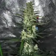 Royal Ak Auto x TCP F1 Auto 🍪💤
