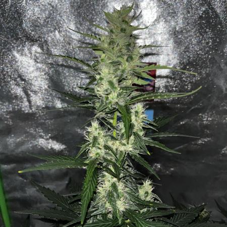 Royal Ak Auto x TCP F1 Auto 🍪💤