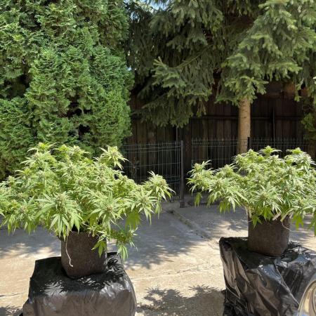 Ak 47 x HDK F1 Clones Indoor | Outdoor