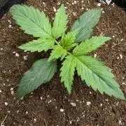 Purple 47 Auto’s 🌱