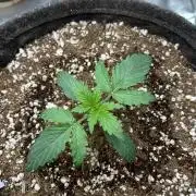 Mystery Strain 🌱 Photo P