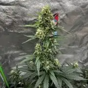 Royal Ak Auto x TCP F1 Auto 🍪💤