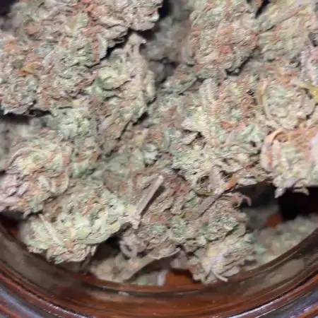 Royal AK A x Tropicana cookies purple A