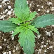 Mystery Strain 🌱 Photo P