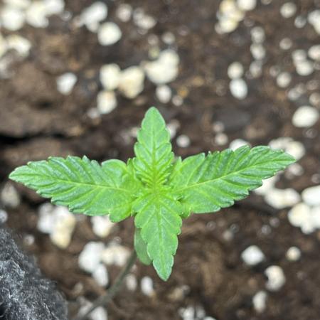 Afghan Pearl CBD Auto