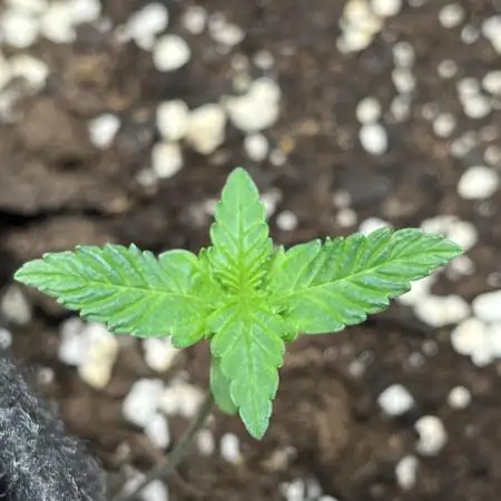 Afghan Pearl CBD Auto