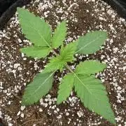 Ak - 47 Fem 🌱🏷️