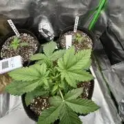 Ak 47 x Hindu Kush F1