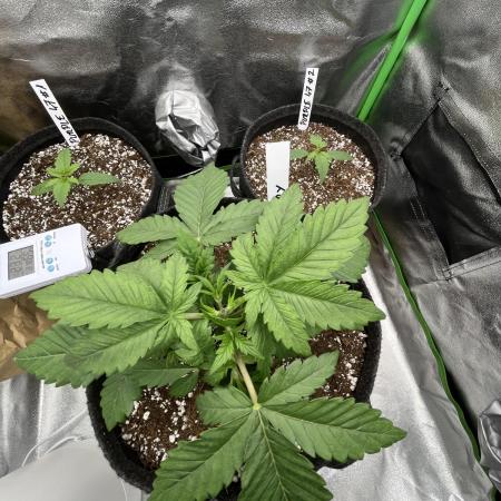 Ak 47 x Hindu Kush F1