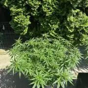 Ak 47 x HDK F1 Clones Indoor | Outdoor