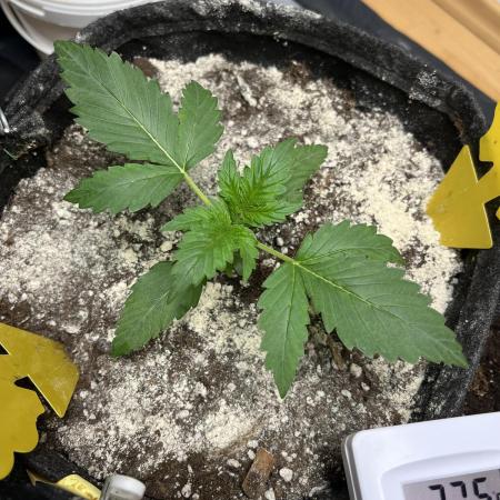 Royal Ak Auto