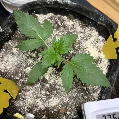 Royal Ak Auto