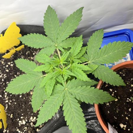 Afghan Pearl CBD Auto