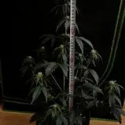 Royal Ak Auto x TCP F1 Auto 🍪💤