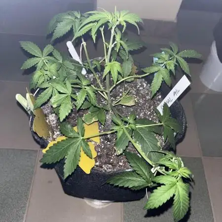 Royal Ak Auto