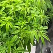 Ak 47 x Hindu Kush F1