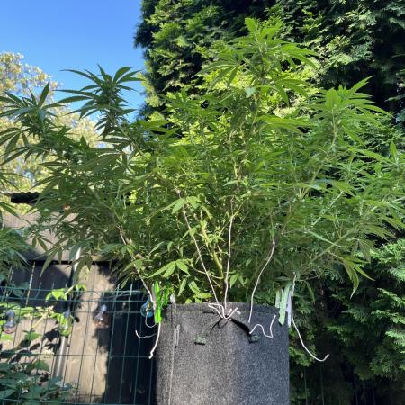 Ak 47 x HDK F1 Clones Indoor | Outdoor