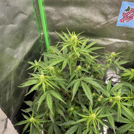 Royal AK A x Tropicana cookies purple A