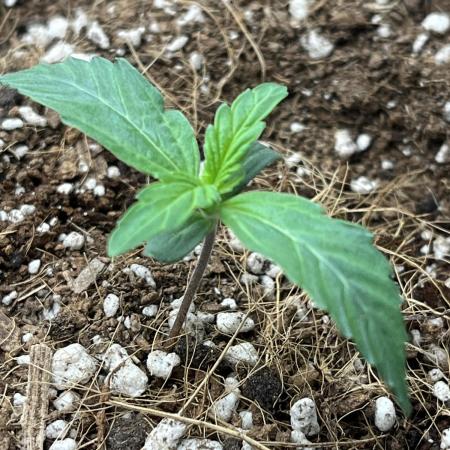 Mystery Strain 🌱 Photo P