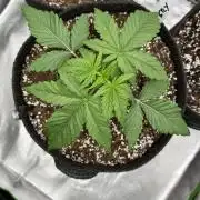 Ak - 47 S1 ? 🌱🏷️