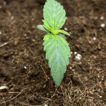 Purple 47 Auto’s 🌱