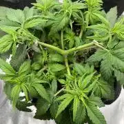 Ak 47 x Hindu Kush F1